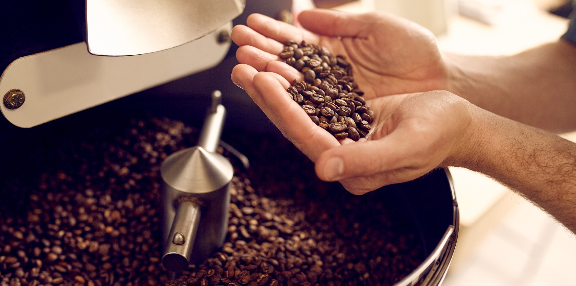 Cropped shot of a man's hands holding freshly roastd aromatic coffee beans over a modern machine used for roasting beans